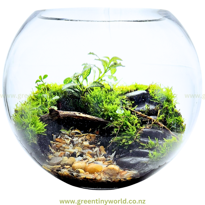 Green Tiny World Terrarium