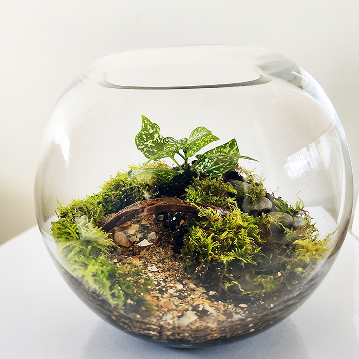 Green Tiny World Terrarium
