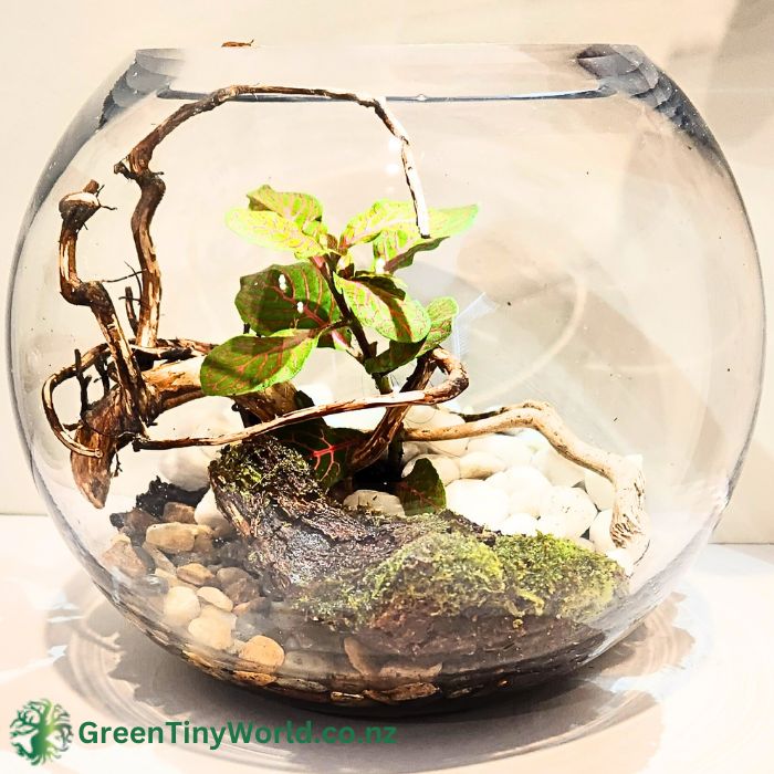 Green Tiny World Terrarium